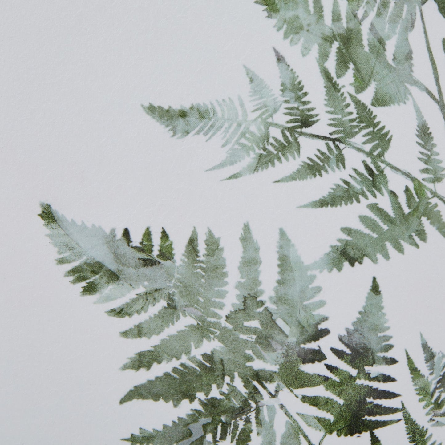 Watercolour Fern Duo In Washed Wood Frame