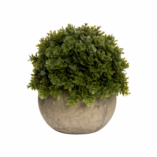 Miniature Hebe Veronica In Pot
