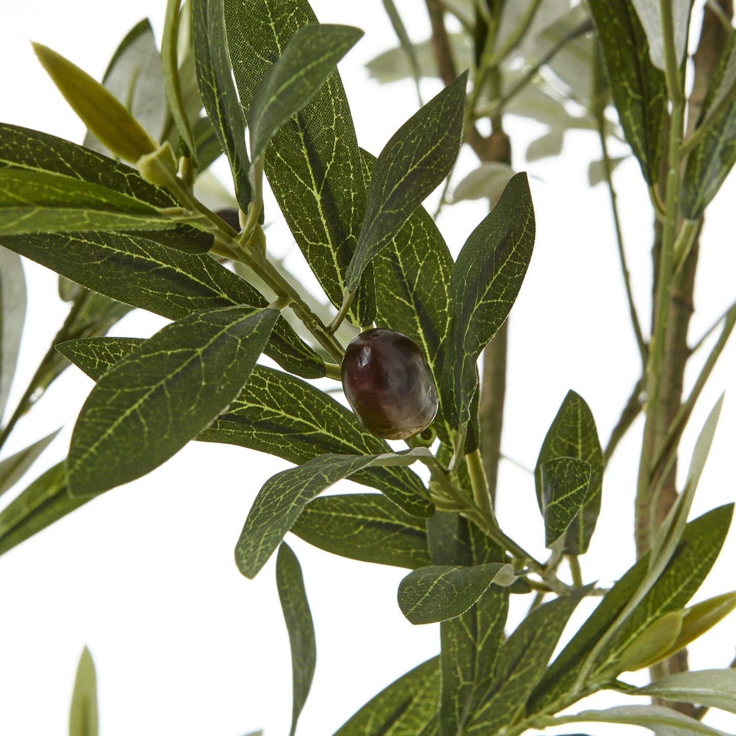Apulia Olive Tree In White Pot 200cm