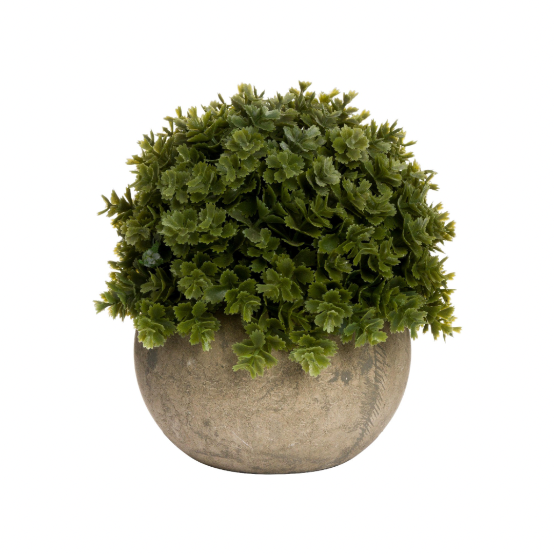 Miniature Hebe Veronica In Pot